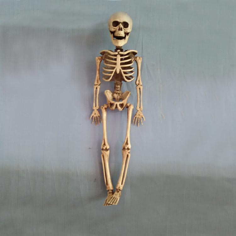 Skeleton