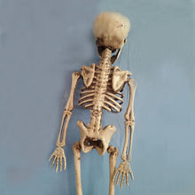 Load image into Gallery viewer, Skeleton
