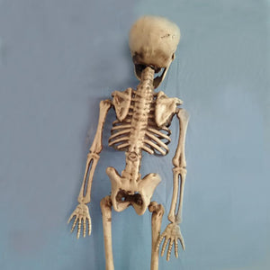 Skeleton